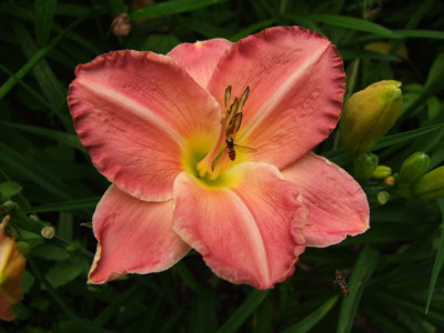 2017_0716Hemerocallis60057.JPG