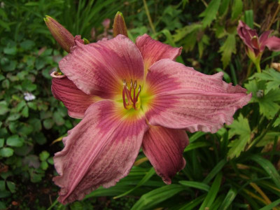 2017_0716Hemerocallis60081.JPG