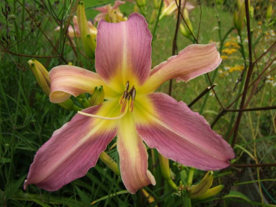 2017_0716Hemerocallis60061.JPG