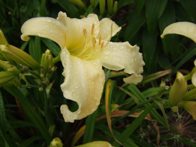 2017_0716Hemerocallis60093.JPG