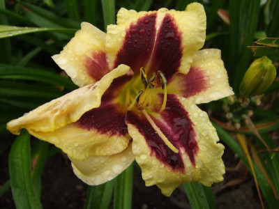 2017_0716Hemerocallis60101.JPG