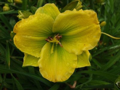 2017_0716Hemerocallis60105.JPG