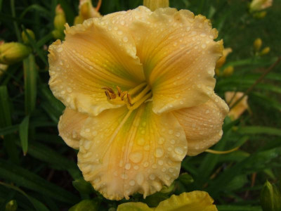 2017_0716Hemerocallis60108.JPG
