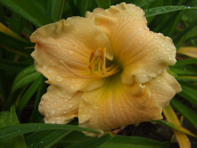 2017_0716Hemerocallis60110.JPG