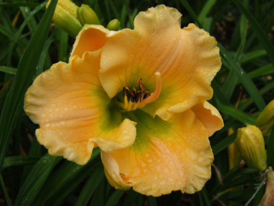 2017_0716Hemerocallis60113.JPG