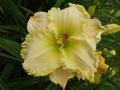 2017_0716Hemerocallis60121.JPG