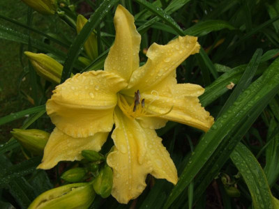 2017_0716Hemerocallis60125.JPG