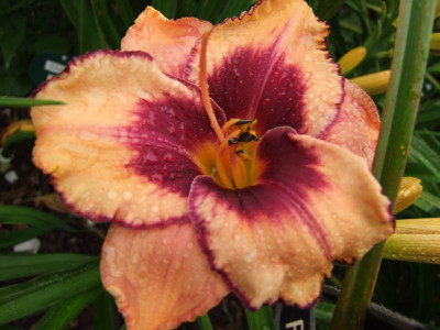 2017_0716Hemerocallis60127.JPG