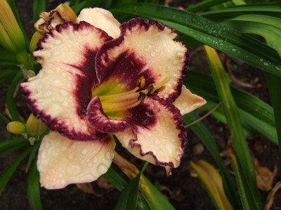 2017_0716Hemerocallis60129.JPG