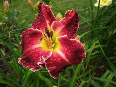 2017_0716Hemerocallis60131.JPG