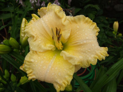 2017_0716Hemerocallis60133.JPG