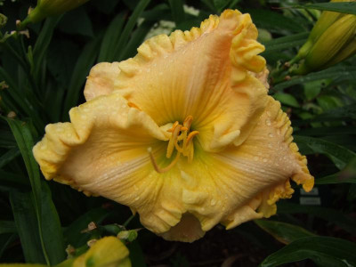 2017_0716Hemerocallis60137.JPG