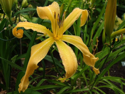 2017_0716Hemerocallis60139.JPG