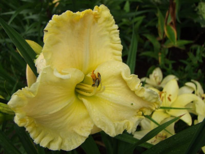 2017_0716Hemerocallis60141.JPG