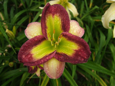 2017_0716Hemerocallis60154.JPG