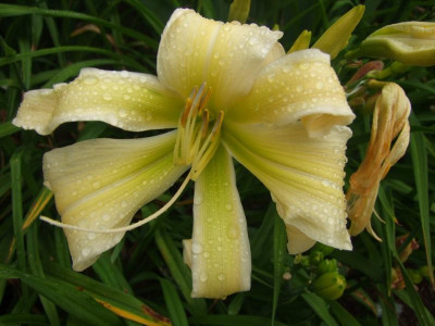 2017_0716Hemerocallis60156.JPG