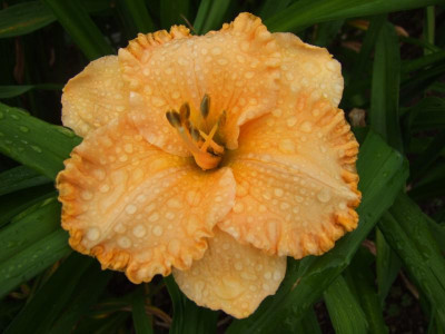 2017_0716Hemerocallis60165.JPG