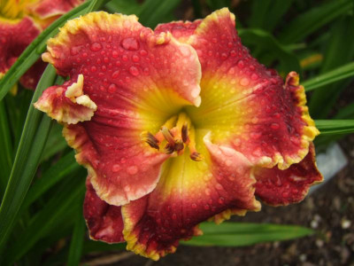 2017_0716Hemerocallis60169.JPG