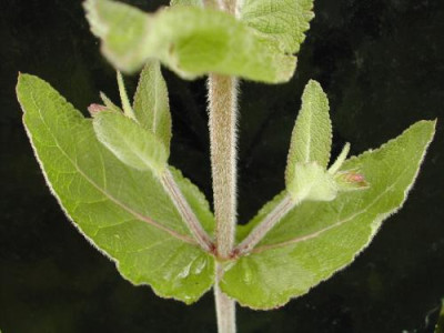 unbek._Salbei_Stieldetail.jpg