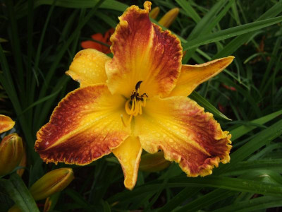 2017_0716Hemerocallis60187.JPG