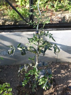 2017-07-17 Tomaten 'Indigo Rose'.jpg