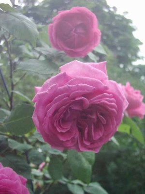 Mme_Charles_Baltet_Blueten_4_06_Kopie.jpg
