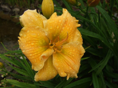 2017_0716Hemerocallis60185.JPG