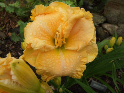2017_0716Hemerocallis60181.JPG