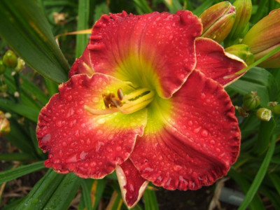 2017_0716Hemerocallis60175.JPG
