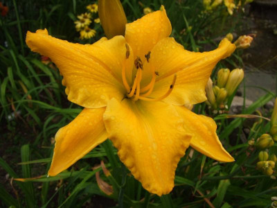 2017_0716Hemerocallis60173.JPG