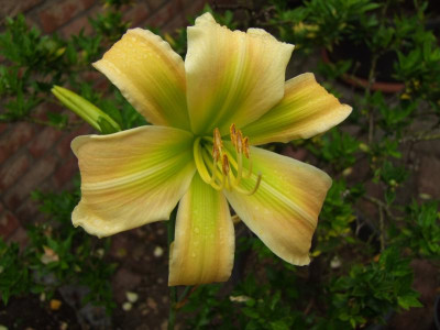 2017_0716Hemerocallis60198.JPG