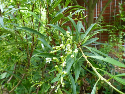 P1020118.JPG