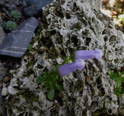 Campanula zoysii ...    18.7.17 004.jpg