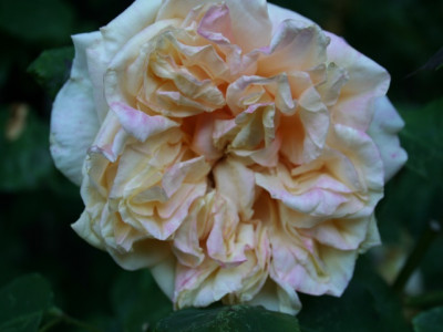 Gloire_de_Dijon_garten06_128.jpg