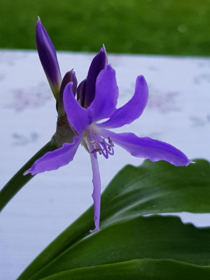 IMG-20170718-WA0001.jpg