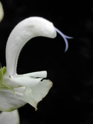 Salvia_sclarea_Blutendetail.jpg