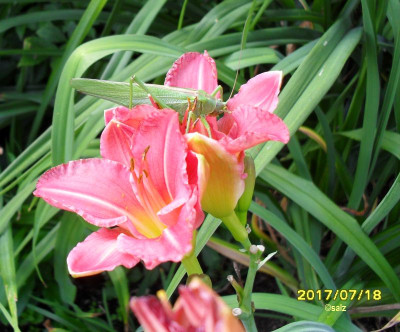 Grashüpfers Vorliebe fuer Rosa.jpg