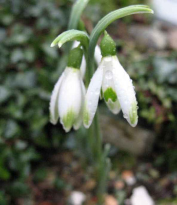 18.1.07._Galanthus_nivalis_Auguste_Madel_015.JPG