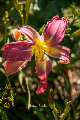 IMG_7575.jpg