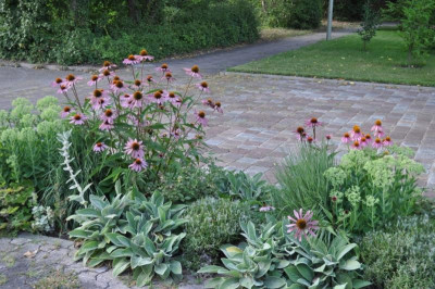 Echinacea.jpg