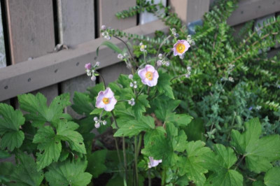 Anemone.jpg