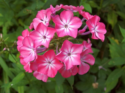 253.Sä._b.Peppermint_Ga_P7190657.JPG