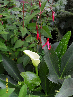 Weisse Calla 2017.jpg
