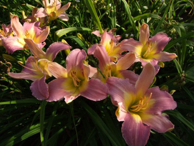 2017_0718Hemerocallis70034.JPG