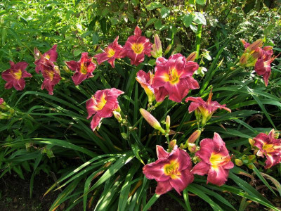 2017_0718Hemerocallis70044.jpg