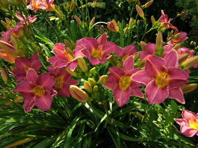 2017_0718Hemerocallis70041.jpg
