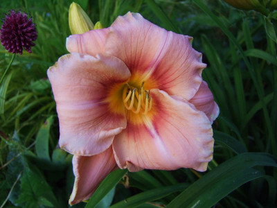 2017_0718Hemerocallis70083.jpg