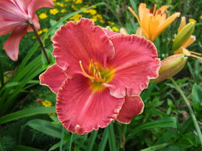 2017_0718Hemerocallis70104.JPG