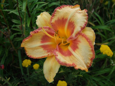 2017_0718Hemerocallis70106.JPG