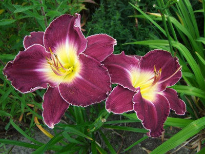 2017_0718Hemerocallis70121.JPG